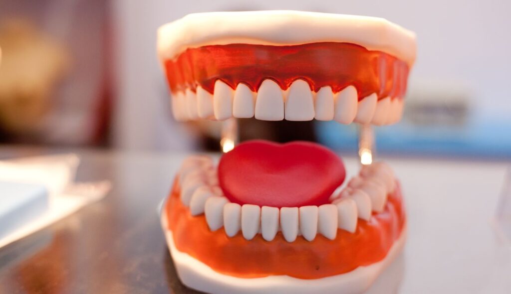 The Anatomy Of Your Teeth Kaufman Dentistry